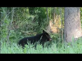 Moose watching as her calf gets eaten alive by a Black Bear